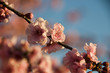 cherry blossom