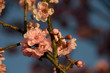 cherry blossom