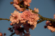 cherry blossom