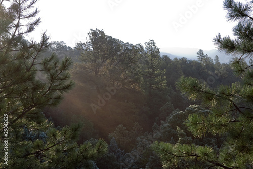 Photo: Sunrise in a New Mexico Pine Forest Sunrise in a New Mexico Pine Forest