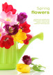Spring tulip flowers in watering can