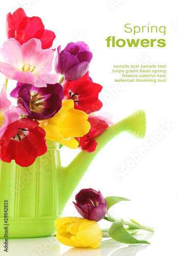 Photo: Spring tulip flowers in watering can Spring tulip flowers in watering can