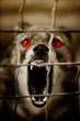 Guard dog