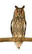 Foto: Long-eared Owl Long-eared Owl
