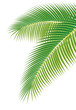 Leaves of palm tree on white background. Vector illustration.