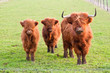 Foto: Grazing yak and two baby yaks Grazing yak and two baby yaks