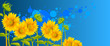 beautiful sunflowers with blue sky