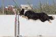 Perro Dog