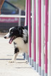 Perro Dog