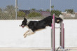 Perro Dog