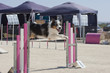Perro Dog