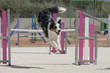 Perro Dog