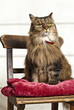 Cat with imperial demeanor on antique school chair