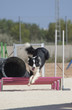 Perro Dog