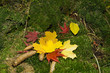 Waldboden im Herbst