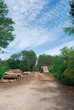 chemin forestier landais
