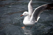 Seemöwe im Wasser 0428
