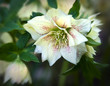 Hellebore