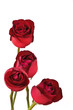 Roses on white background