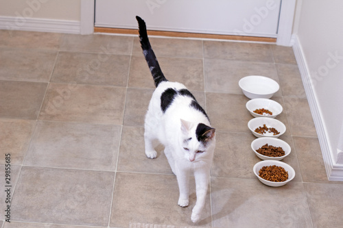 Photo: Kitty After Eating Kitty After Eating