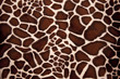 Giraffe Pelz