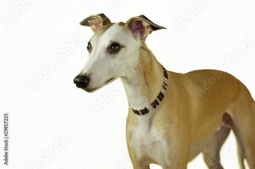 Photo: schöner Whippet schöner Whippet