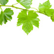 Beautiful background in the form of a young grapevine Beautiful background in the form of a young grapevine