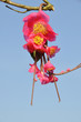 Fleur de Cognassier