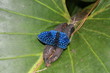 papillon papillon