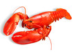 Foto: lobster lobster