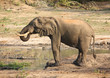 elephant drinking