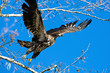 Eagle in Flight