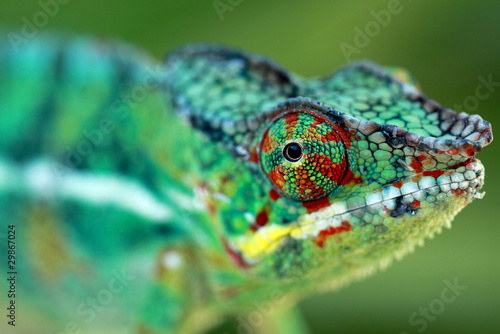 Photo: chameleo pardalis, caméléon "endormi" de la Réunion chameleo pardalis, caméléon "endormi" de la Réunion