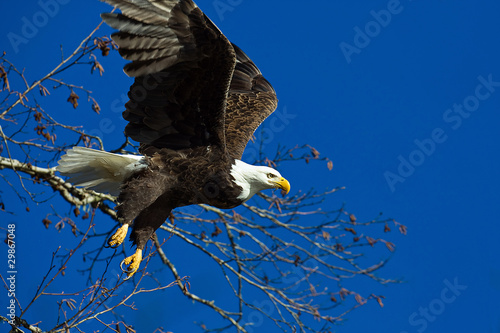 Photo: Bald Eagle Bald Eagle