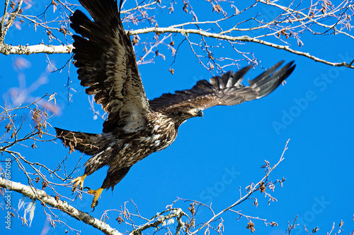Photo: Eagle in Flight Eagle in Flight