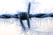 ice
