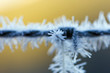 ice