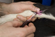 Tiermedizin