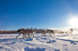 Dog team pulling sled