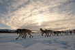 Team of sleigh dogs pulling