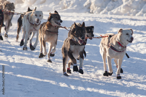 Photo: Team of sleigh dogs pulling Team of sleigh dogs pulling