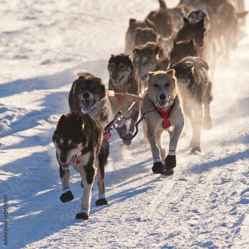 Photo: Team of sleigh dogs pulling Team of sleigh dogs pulling