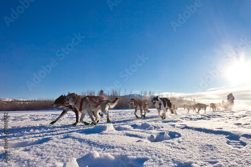 Photo: Dog team pulling sled Dog team pulling sled