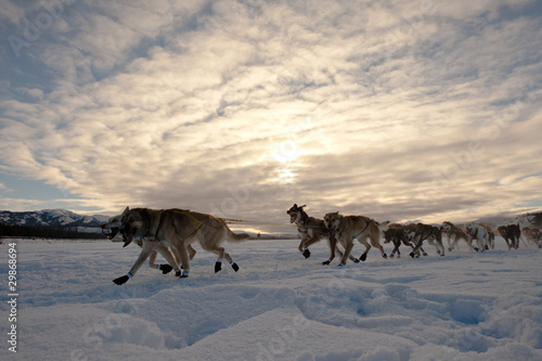 Photo: Team of sleigh dogs pulling Team of sleigh dogs pulling