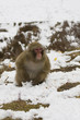 Japanese Snow Monkey, Macaque