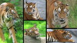 Siberian Tiger Composite
