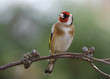 Portrait of a Goldfinch