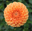 Dahlie