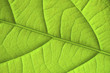 Green leaf background texture. Macro.
