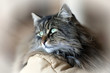Chatte sur canapé